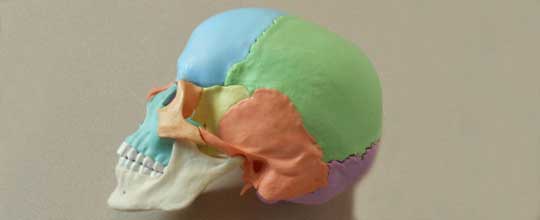 CranioSacral Therapy - Skull