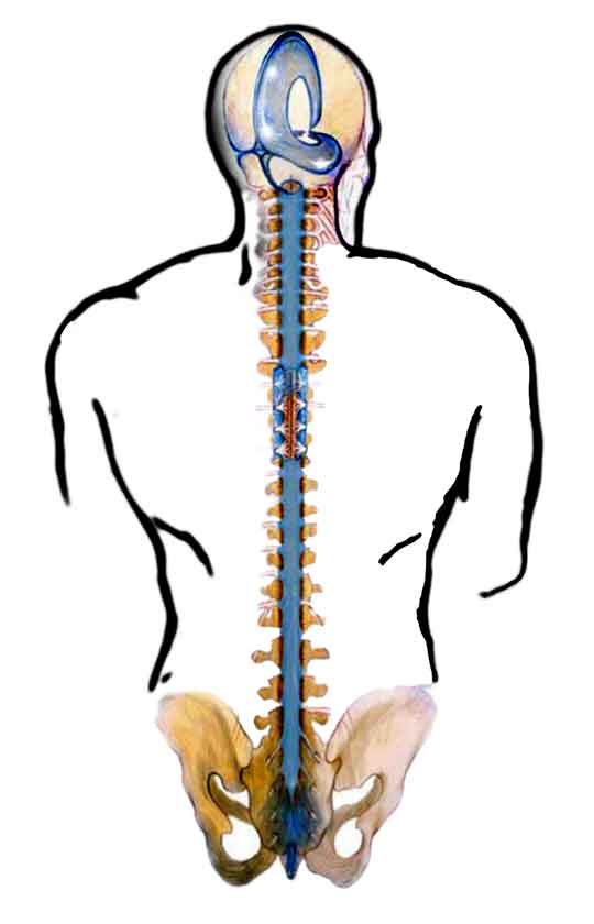 craniosacral system
