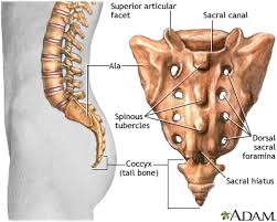 CranioSacral 2