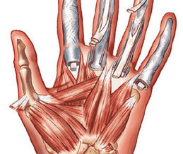 Muscles of the Hands