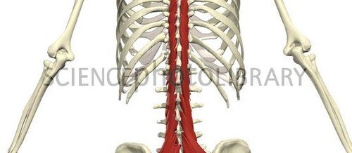 Transversospinalis Group