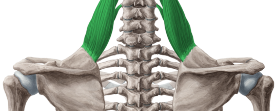 Levator Scapula